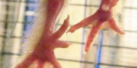 Kokoši faverol: opis, fotografija, recenzije